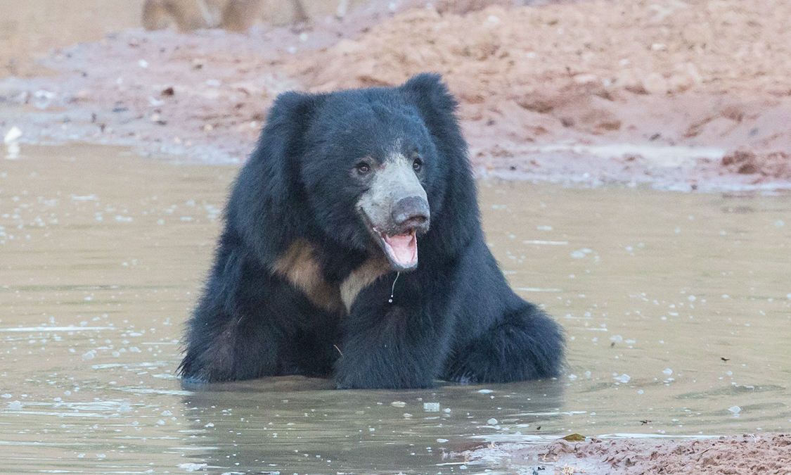 Sloth-Bear