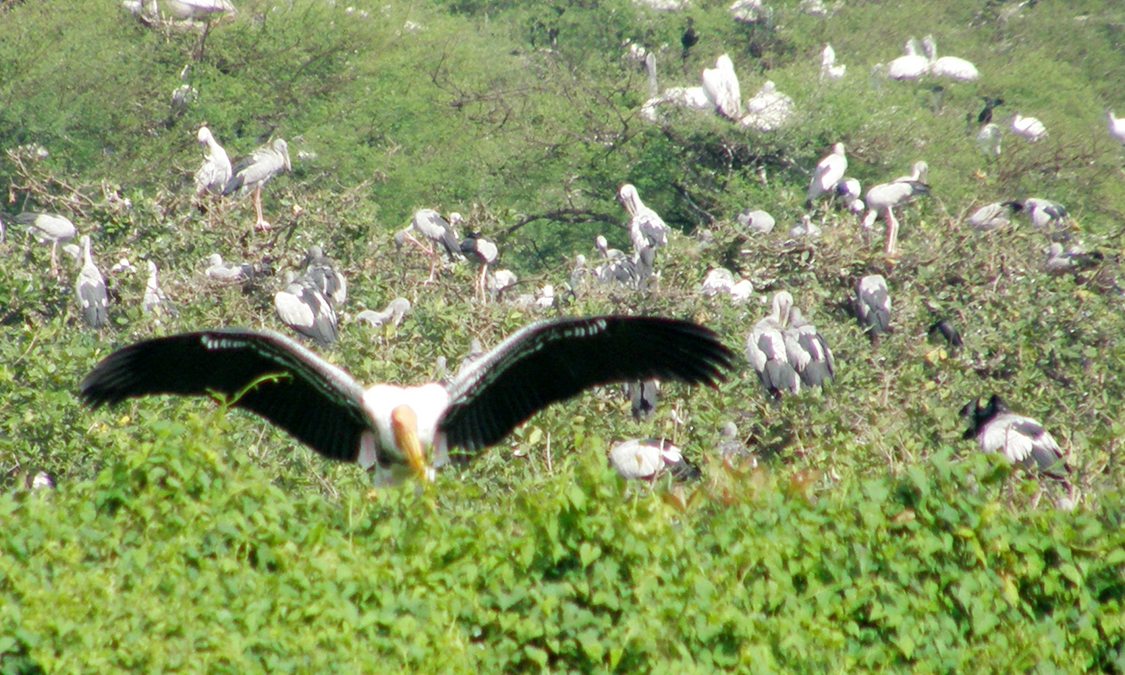bharatpur