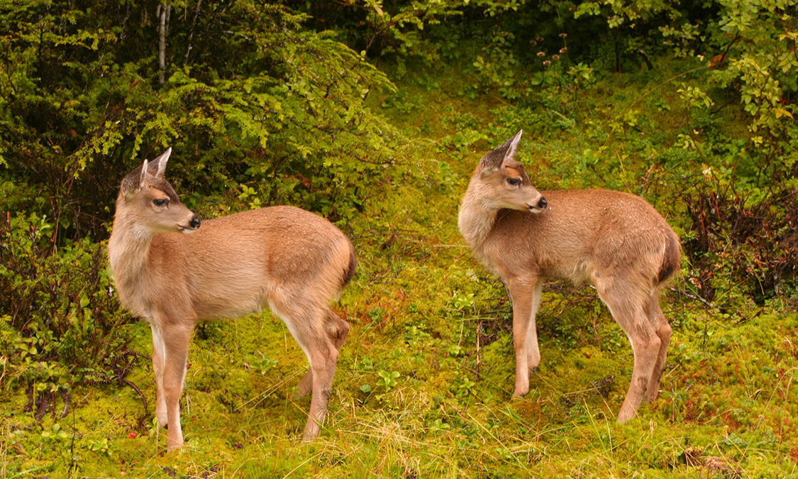 deers_wildsafari