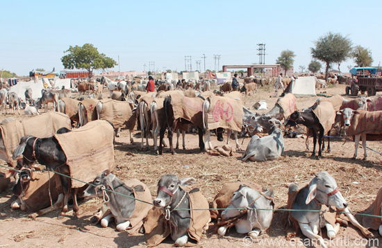 lnagaur_cattle_fair_rajasthan