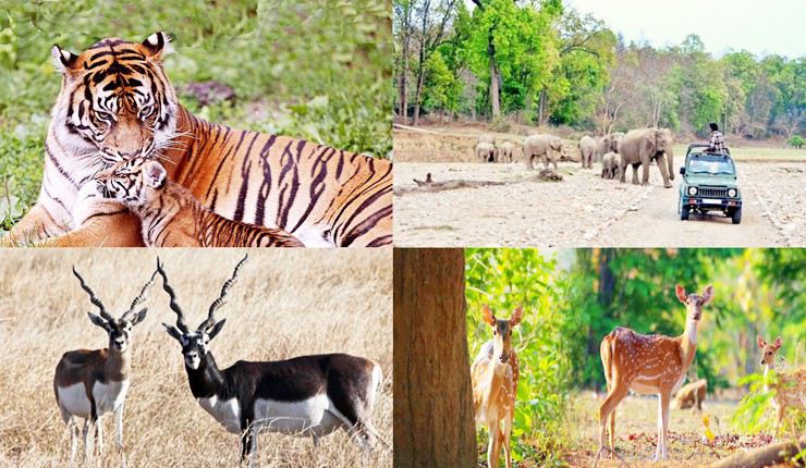 rajasthan-wildlife-tour