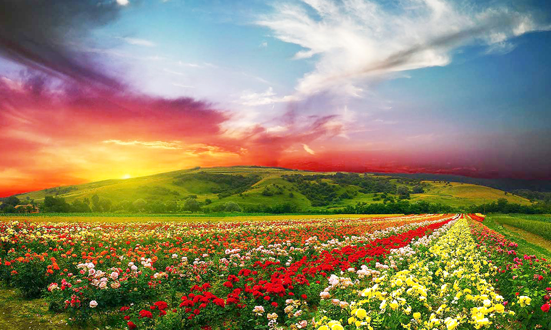 valley-of-flowers-national-park
