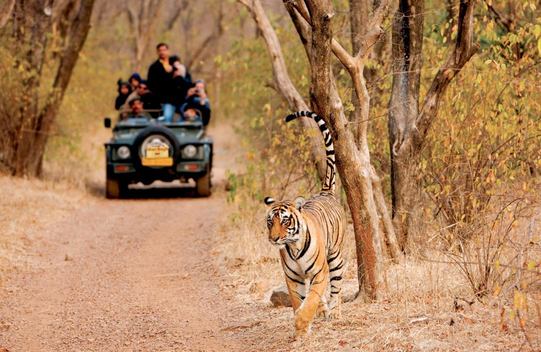 best-of-rajasthan-with-wildlife-tour