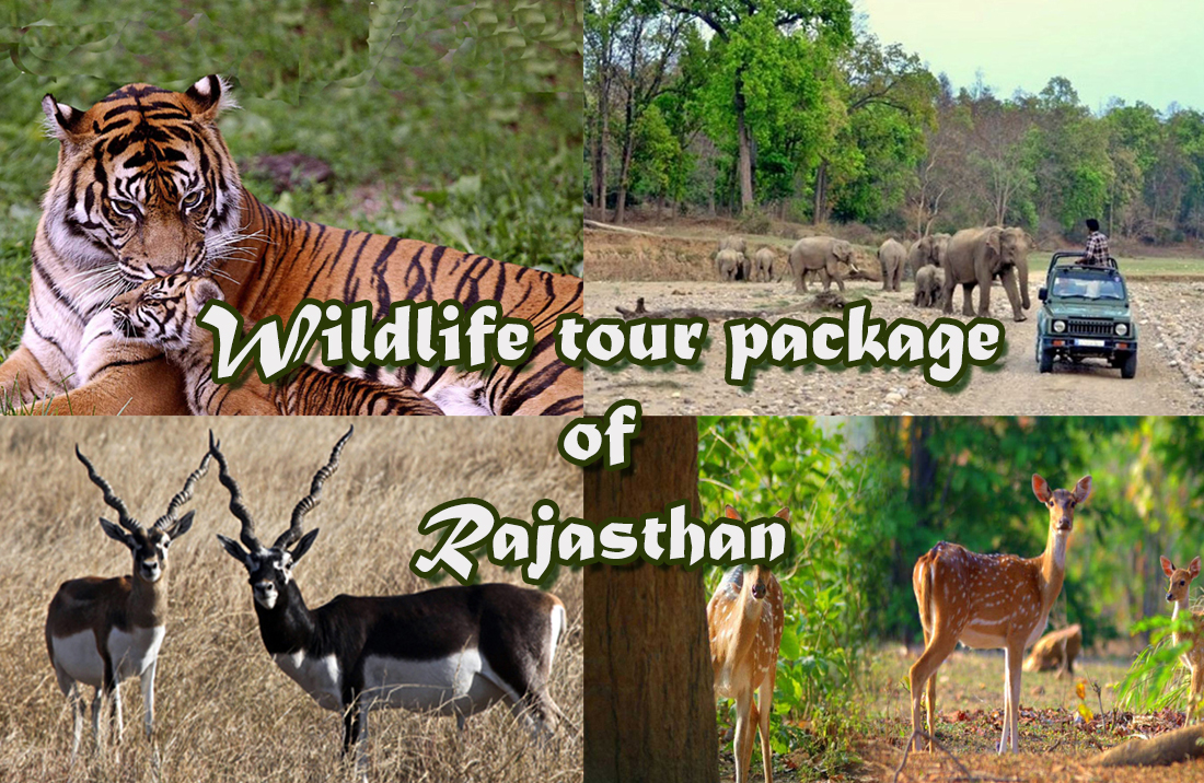 wildlife-tour-package-of-rajasthan